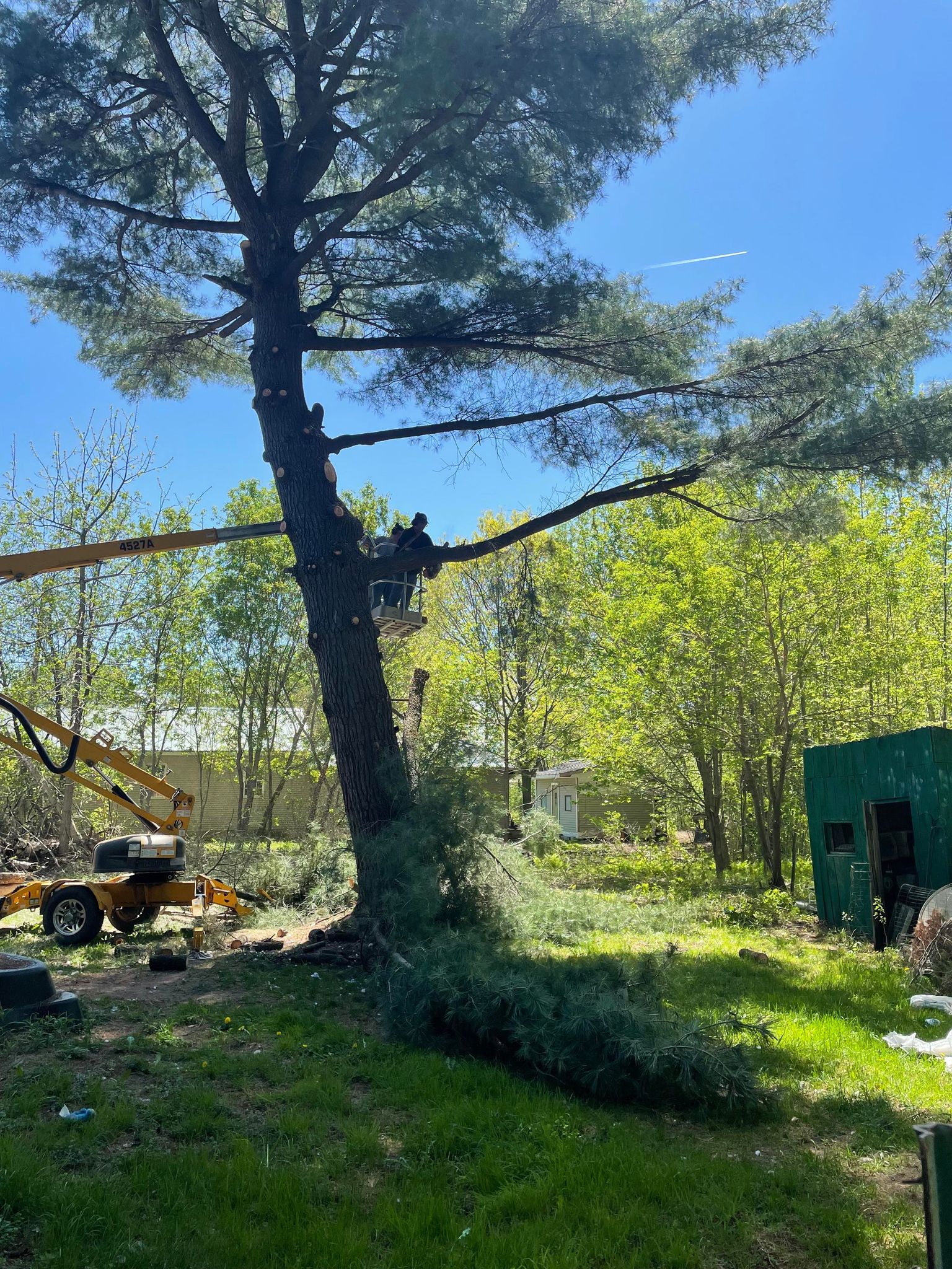 Vermont Tree Trimming