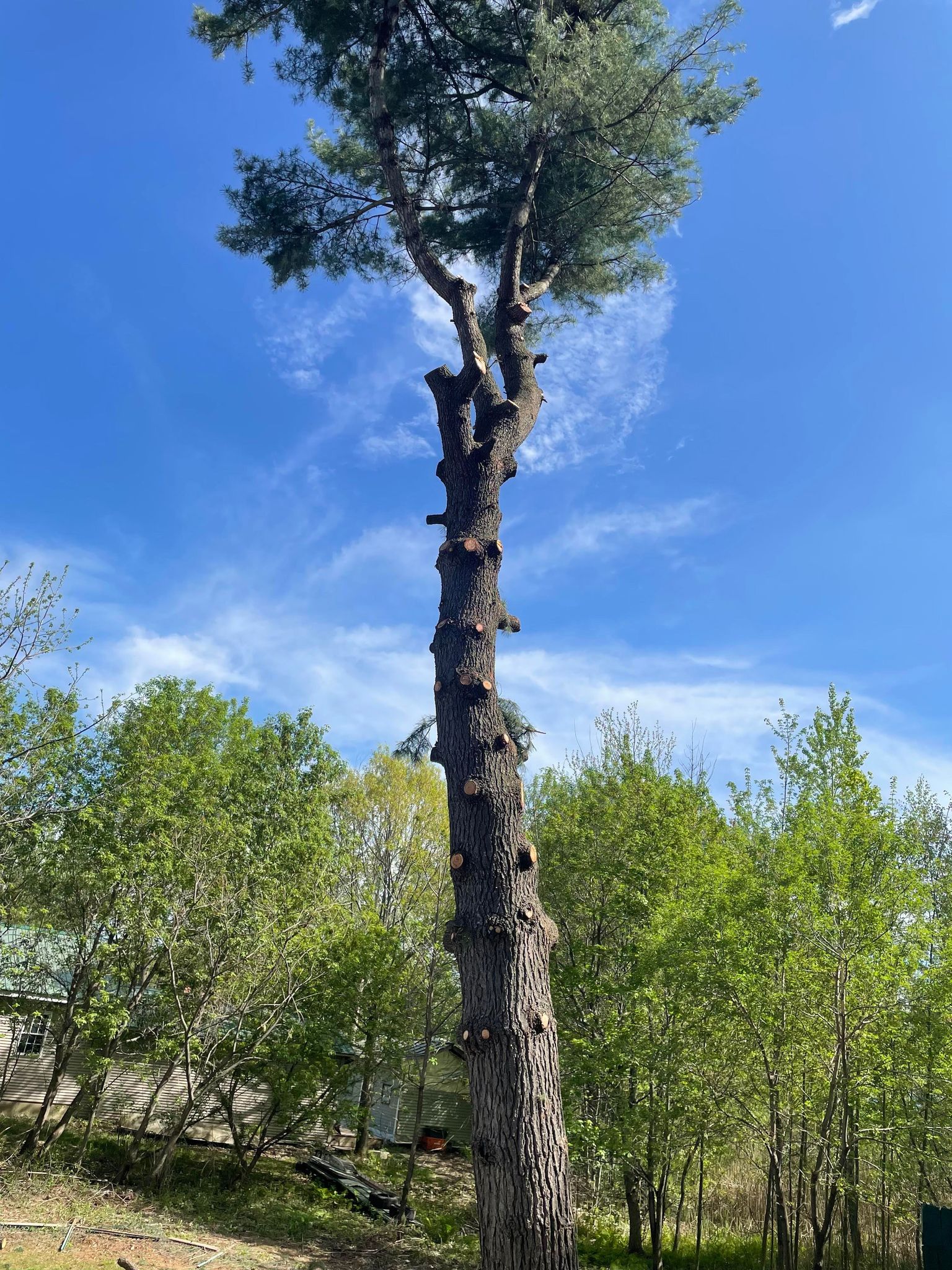 Vermont Tree Removal
